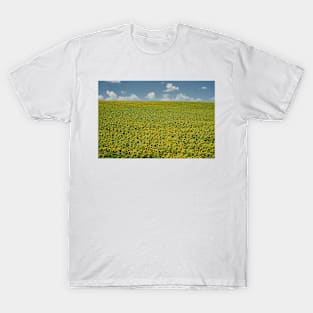 Sunflower field in the summer T-Shirt